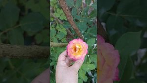 Роза Лё Рози де ля Мемуар (Le Rosier De La Memoire)