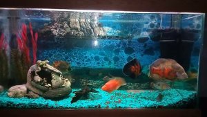 Астронотусы,Попугаи,Акары бирюзовые,Парчевый сом,Полиптерус Сенегальский.200л.