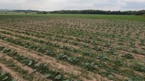 Гербицид на капусту. Cabbage herbicide.