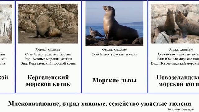 Млекопитающие, отряд хищные, семейство ушастые тюлени Carnivora order Carnivora family Otariidae смотреть онлайн
