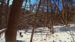 ОХОТА НА МЕДВЕДЯ В ОДИНОЧКУ.