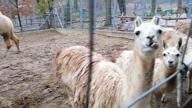 Zoo Chisinau. Зоопарк г. Кишинёв. 2 смотреть онлайн