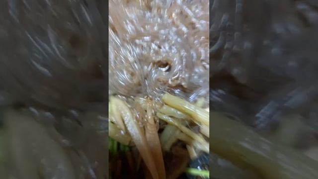 MAMA FOOD Mom’s vote!~ Butterbur, white kimchi~~Special japchae~!@sungodcross смотреть онлайн