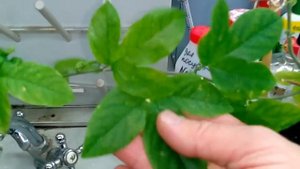 Пассифлора  - 3 в одном