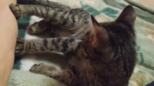 Котёнок кусается