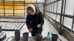 Обрезка саженцев голубики перед посадкой | Нужно ли?