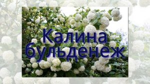 Топ - 10 неприхотливых кустарников