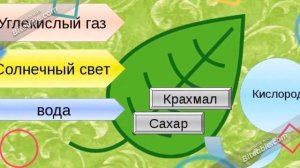 Солнце, растения и мы с вами