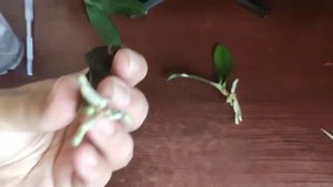 #Прикорневые детки на орхидее. Отделение, посадка. #Азиатские_орхидеи в размере 1,7 прут корни!!!