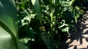 Совмещенная посадка кабачков и кукурузы