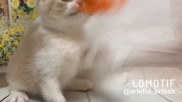Веселый котёнок. Британский котёнок, 2 месяца