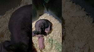 skinny guinea pig birth(роды морской свинки  породы скинни)