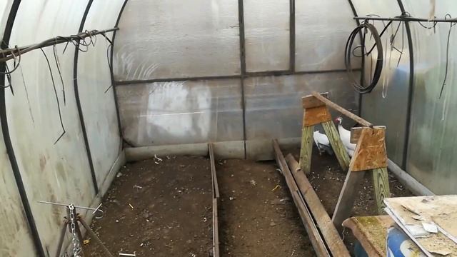 Прощай Цесарки!!! Стоит ли заводить, содержать и разводить  цесарок , все плюсы и минусы.