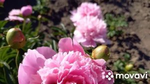 Пионы  цветут  в моем  саду.