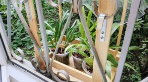 Уличное содержание орхидеи цимбидиум летом за окном московской квартиры. Зачем это нужно?