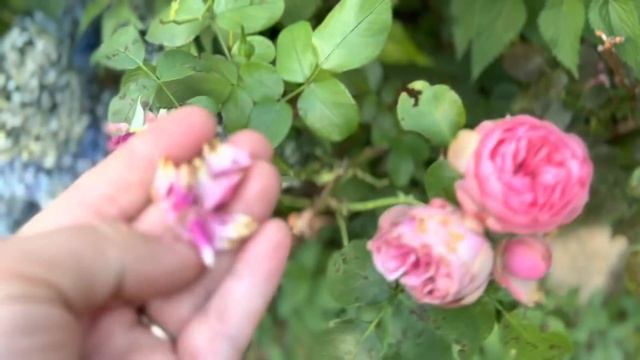 В ИТАЛИИ ЖИЗНЬ ДЕШЕВЛЕ. Дорога. ЗАКУПКА смотреть онлайн