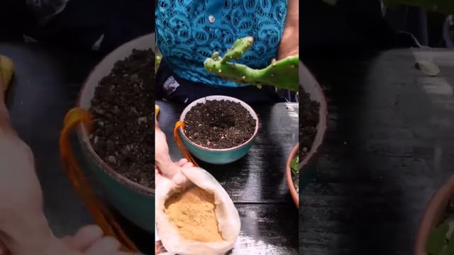 Enraizante De facil preparacion para tus plantas con el uso de la Canela en Polvo