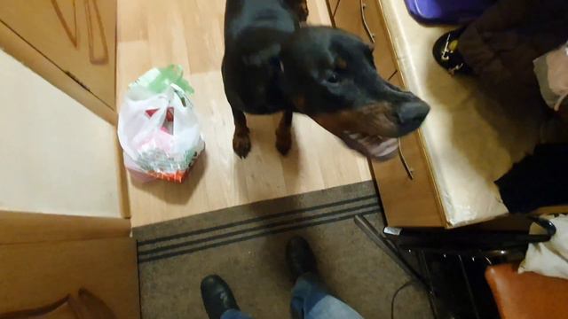 Зевс встречает хозяина смотреть онлайн