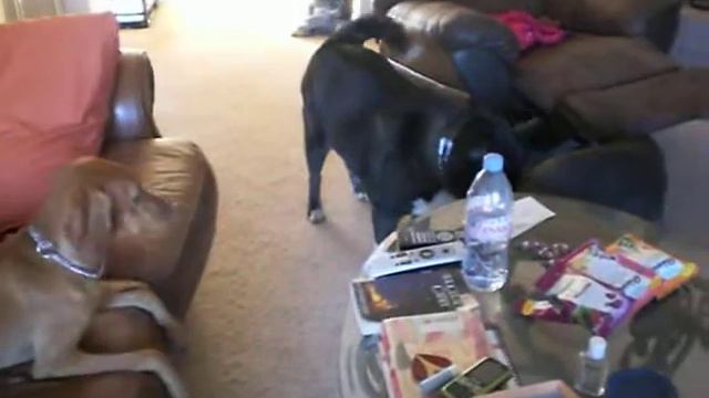 Ruger the Weimaraner, Remi the Vizsla, and Chance the Husky Playing.AVI смотреть онлайн