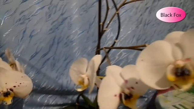 Готуємо млинці / Мій акваріум / Кімнатні рослини: фікус, орхідея, композиція з фіалок