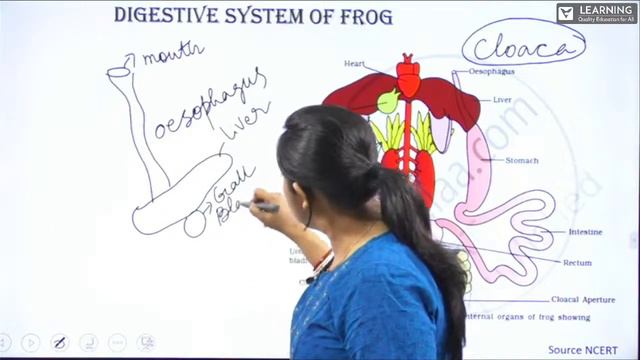 Structural Organization in Animals |Class 11| Biology |CBSE & PUE| Vista's Learning | By Reema Ma'a