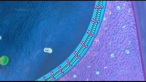 Митохондрия 8