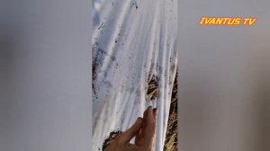 Посадка арбузов и дынь семенами под пленку