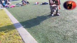 ПИТБУЛЬ ПРОТИВ РОТВЕЙЛЕРА! PIT BULL VS ROTTWEILER!