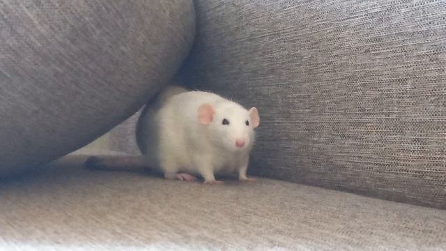 прогулка крыс смотреть онлайн