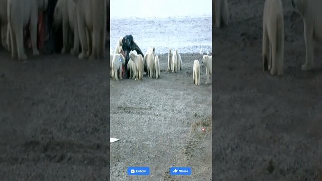 Unbelievable Wildlife Spectacle: Group of White Bears Feast on Giant Whale on Seashore