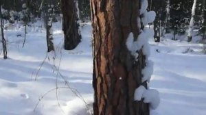 Ориентирование в кризисной ситуации. Снег на стволах