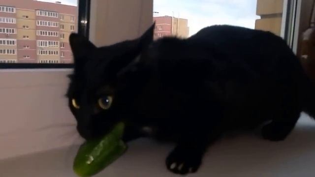 Кот Атом ест огурец и издает необычные звуки/Cat "Atom" eat cucumbers and roar смотреть онлайн