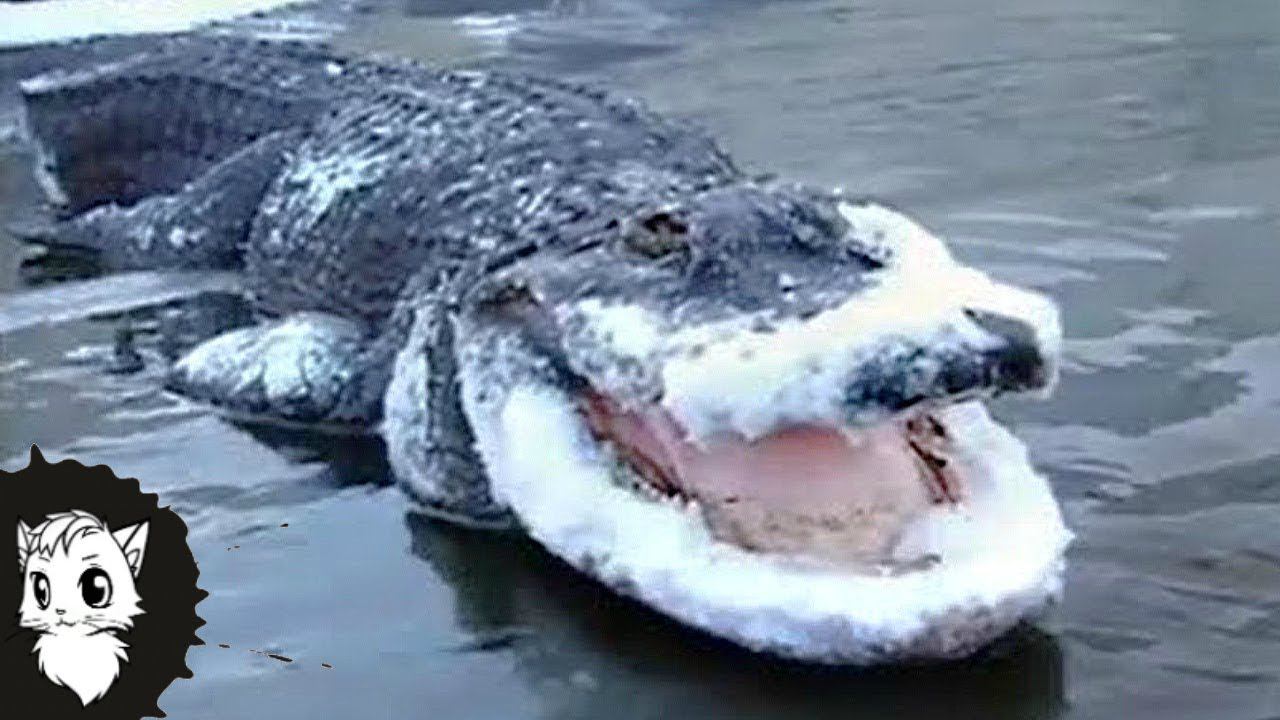 10 ЖИВОТНЫХ ЗАМЕРЗШИХ ВО ЛЬДУ [Белый кот] смотреть онлайн