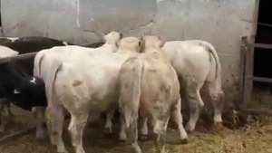 Быки-производители породы Шароле. Рабочие будни
