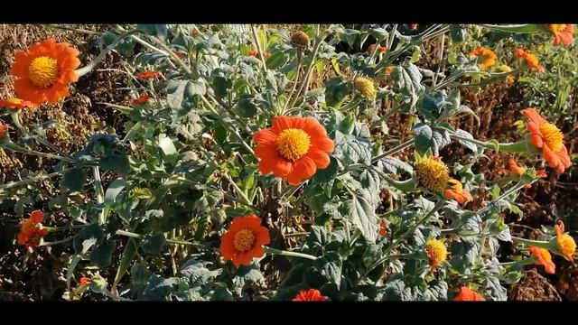 ??ТИТОНИЯ КРУГЛОЛИСТАЯ - ОСЕННЕЕ УКРАШЕНИЕ САДА смотреть онлайн