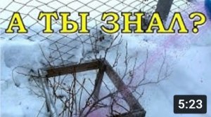 СМОРОДИНУ КИПЯТКОМ! Зачем, когда, как?!???