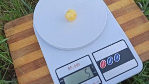 Черешня, сорт "Белая".