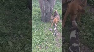 продам щенят! русская гончая, пегая гончая