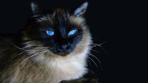 Самые красивые кошки мира