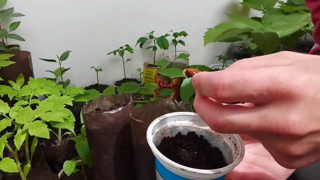 Миндаль из орешка. смотреть онлайн