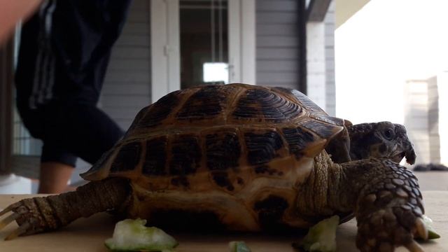 Черепаха среднеазиатская, нашли на дороге в августе 2018 смотреть онлайн