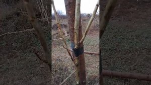 Правильная Обрезка Дерева при посадке.