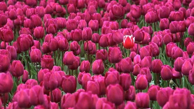 цветы смотреть онлайн