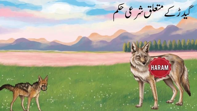 Interesting Facts About Jackal | Facts About Animals | смотреть онлайн