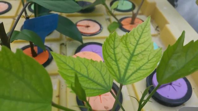 HOW TO PROPAGATE HIBISCUS FAST AND EASY смотреть онлайн