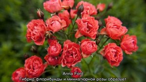 Самые красивые розы в мире по разновидностям