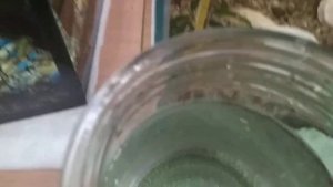 Гуппи. Гуппи платиновый альбинос. Самочка родила мальков.