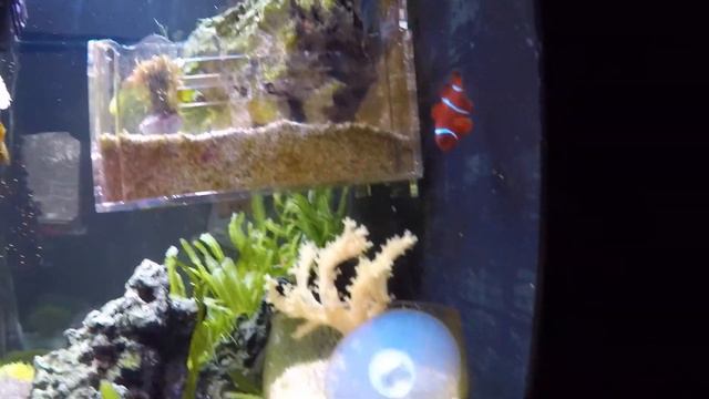 Clown Fish, Sea Anemone, and Giant Blue Clam смотреть онлайн