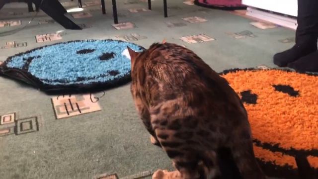 Cats Mating Bemgal Cat/ Вязка Бенгальской кошки