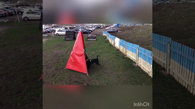 Підготовка до IGP-1 доберман Дарсі смотреть онлайн